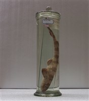 藏品(斑紋狗鯊)的圖片